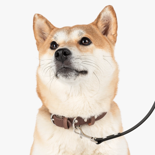 Leash (Generic brand) 23486